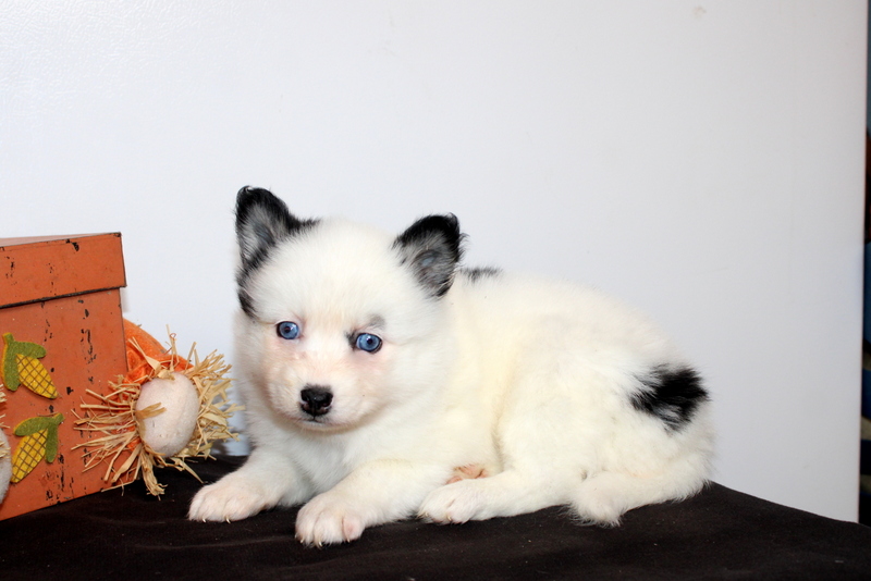 puppy, for, sale, Pomsky, Matthew B. Stoltzfus, dog, breeder, Gap, PA, dog-breeder, puppy-for-sale, forsale, nearby, find, puppyfind, locator, puppylocator, aca